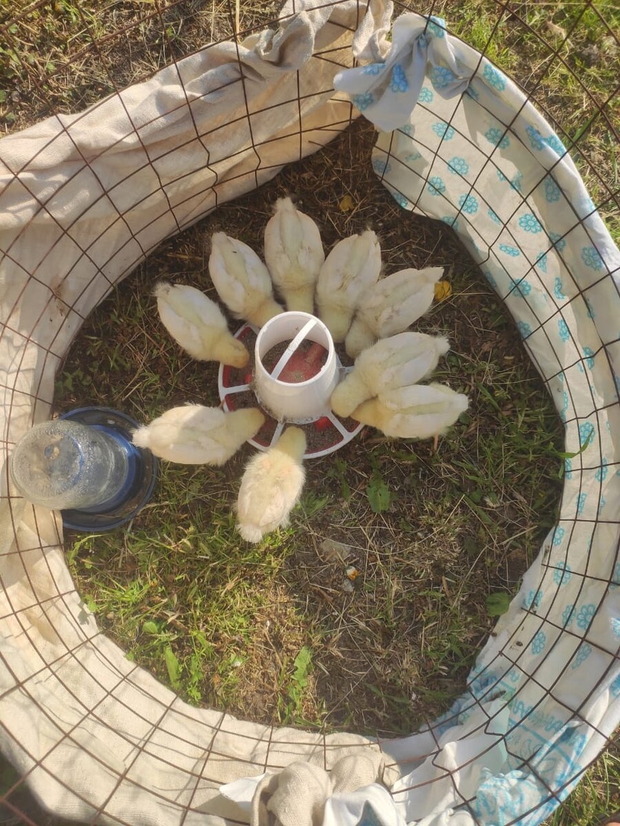 Обед на свежем воздухе!