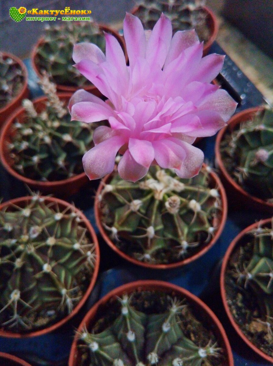 Гимнокалициум фридриха (Gymnocalycium mihanovichii var. Friedrichiae гимнокалициум михановича разновидность фридриха). Фото из питомника Кактусёнок. РФ. отправка по всей России.