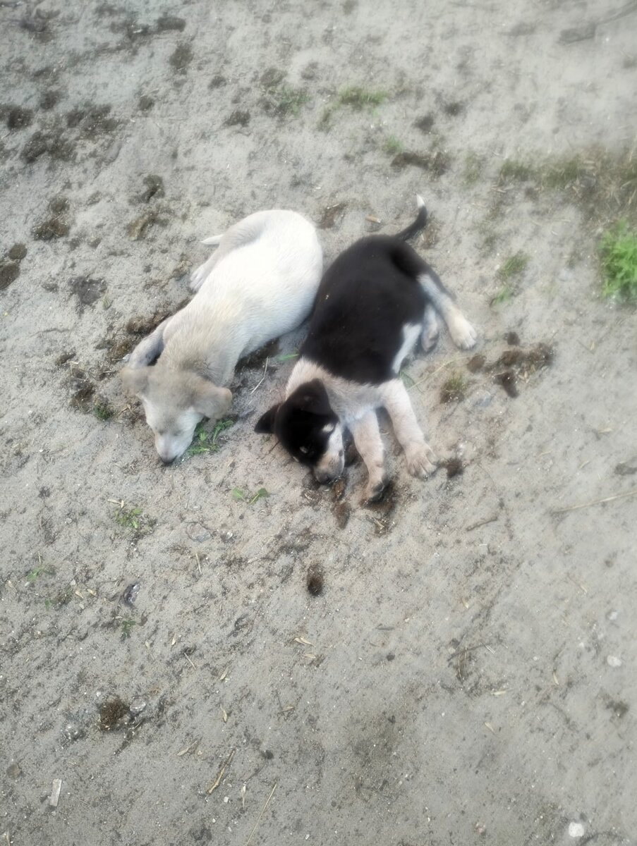 Такими нашли щеночков на дороге 
