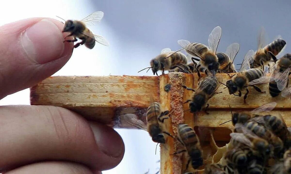 Ужалила пчела на даче.🐝 Что делать? | Светлана Калугина|Smart Bee | Дзен