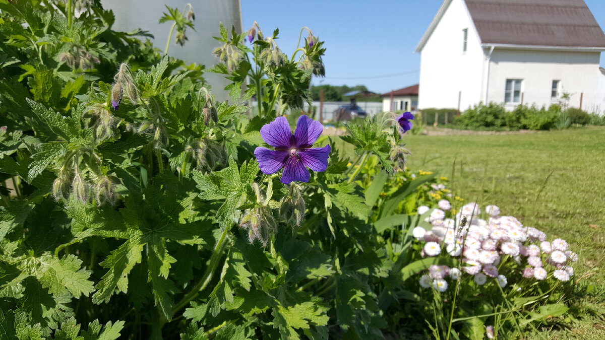 Герань великолепная продолжает раскрывать по одному цветочку