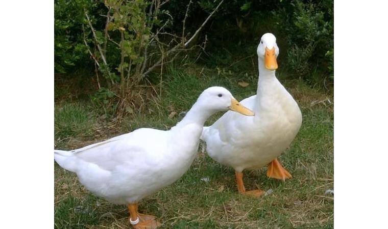 порода уток стар. утка мулард стар 53. порода уток французская старт 53. пекинская утка черри велли. черри велли стар 53.