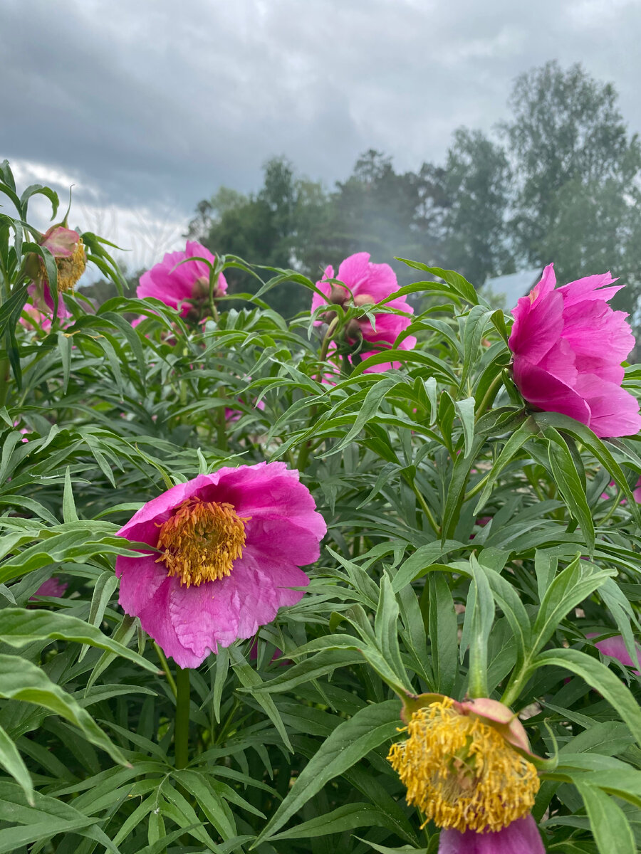Любимый цветок моего дедушки