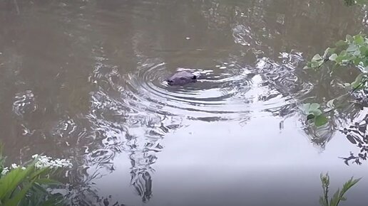 Бабер в речку Гаëвской. Помнит только мутной реки вода