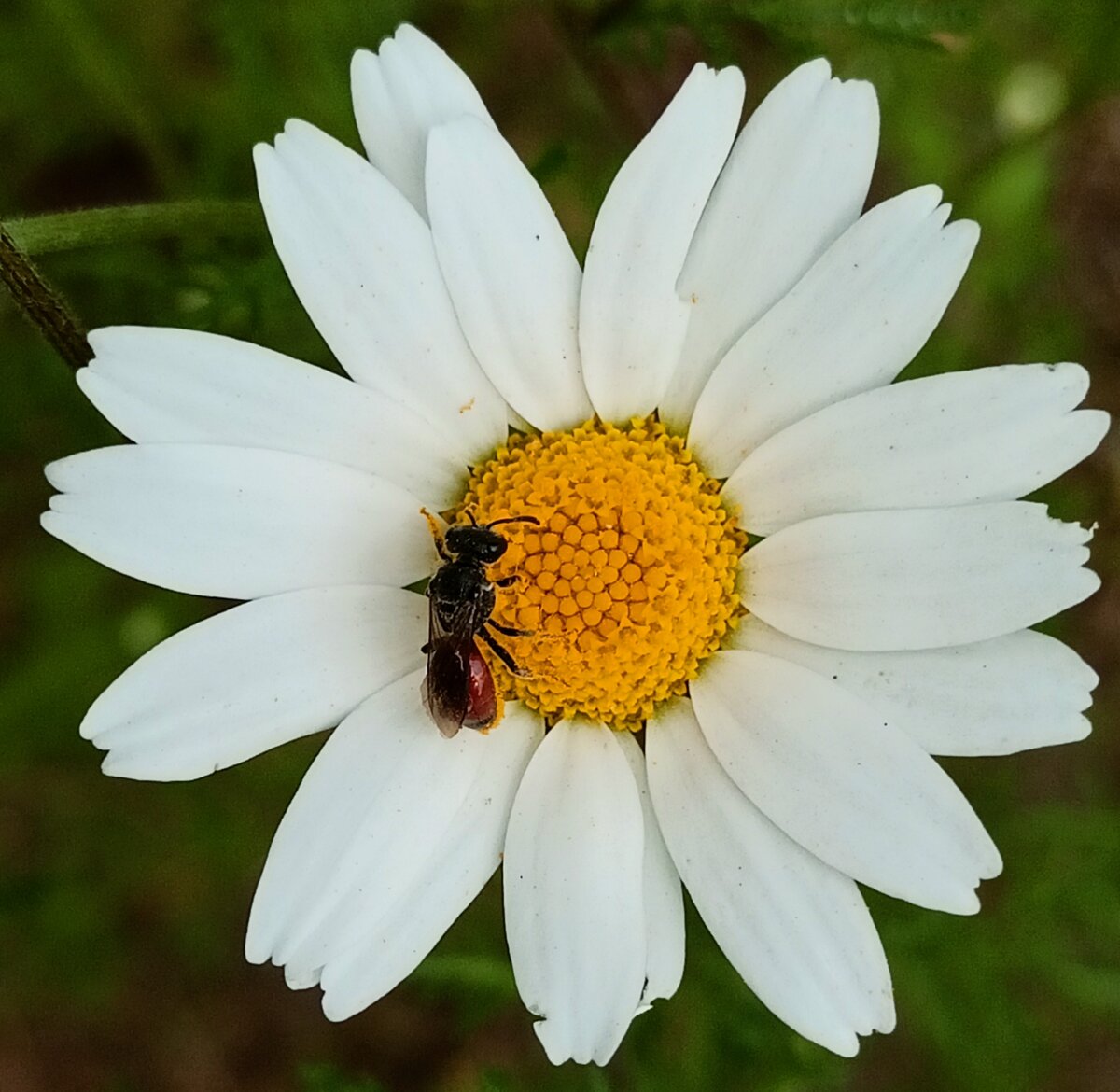 Осовидная Пчела-Кукушка Sphecodes Monilicornis. | Лесавік | Дзен