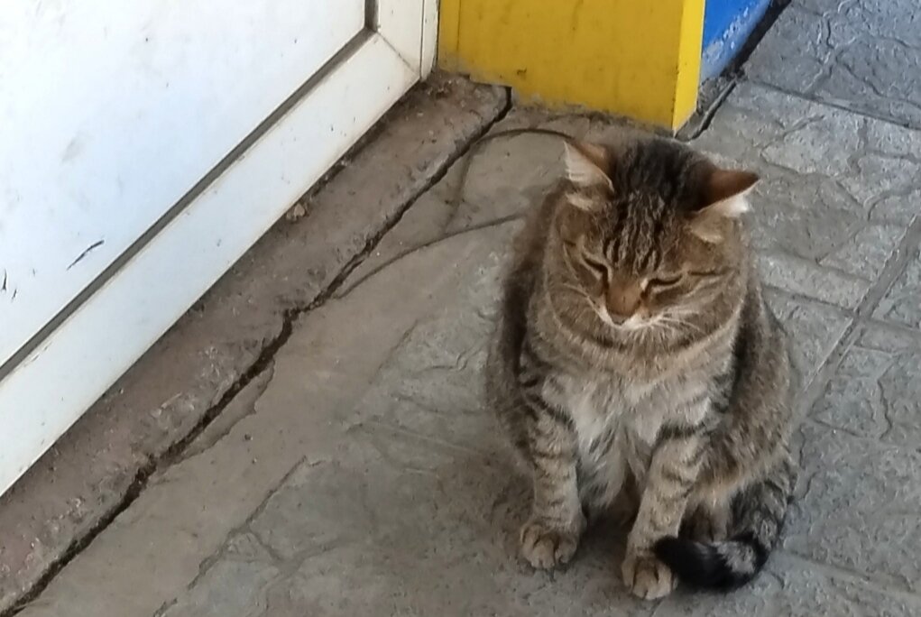 Серый кот