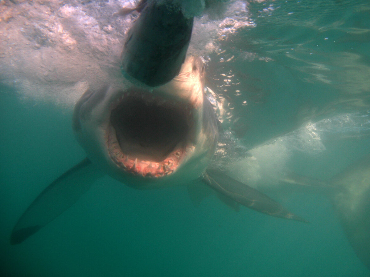 Фото автора.