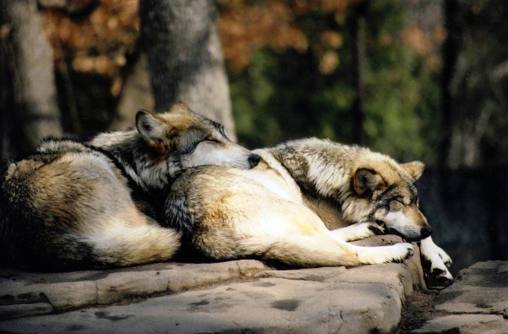 Волк с другим животным. Спящие волки. Волк и волчица. Спящий волк.