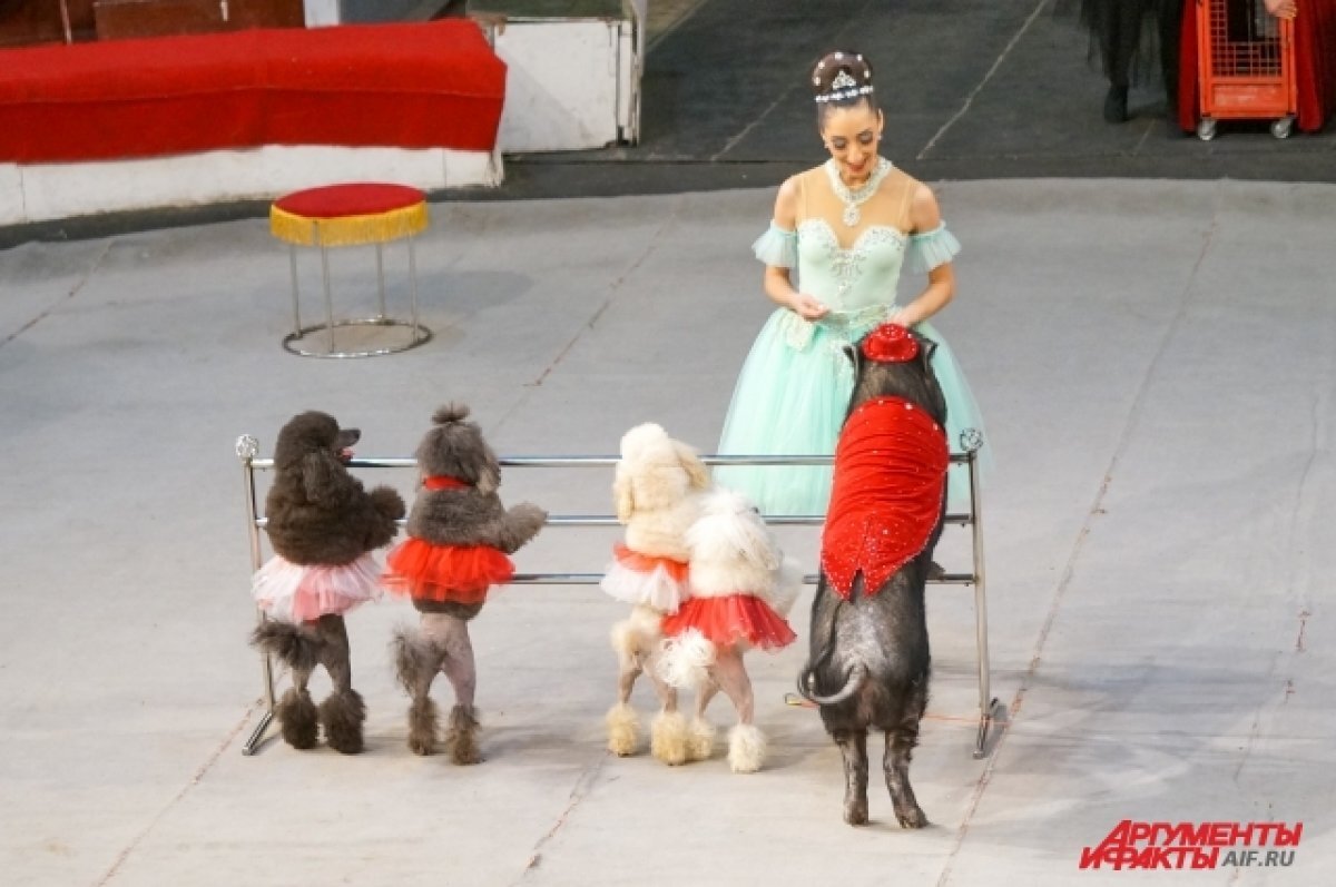    В Казани любой человек может оплатить вход в цирк для незнакомца