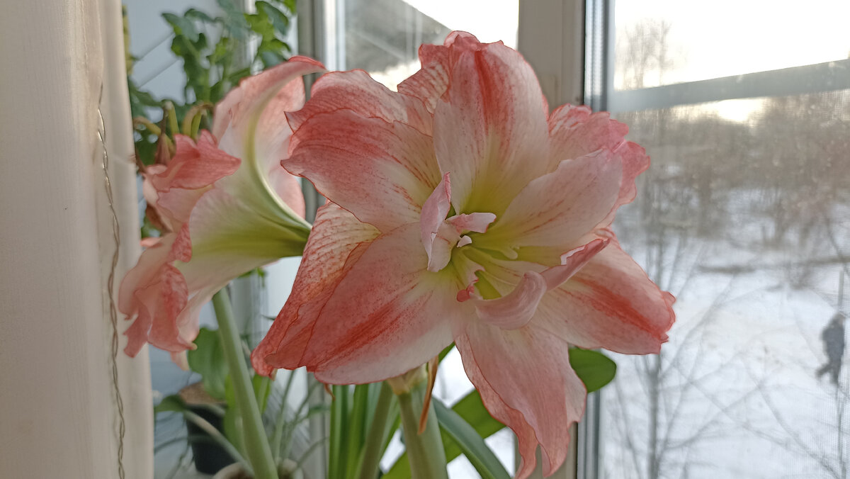 Интернет порой даёт неправильные советы о гиппеаструмах – на опыте ...