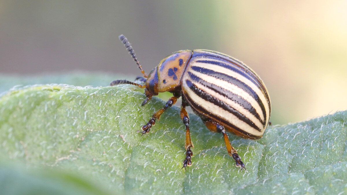    Колорадский жук