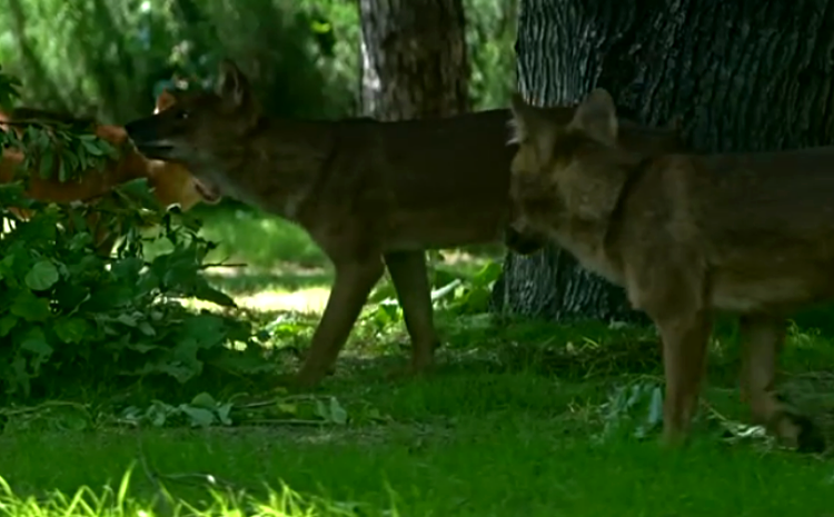 Фото: Московский зоопарк