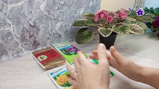 Профилактическая обработка фиалок от болезней и вредителей 🌱🌺 Отвечаю на ваши вопросы🤗