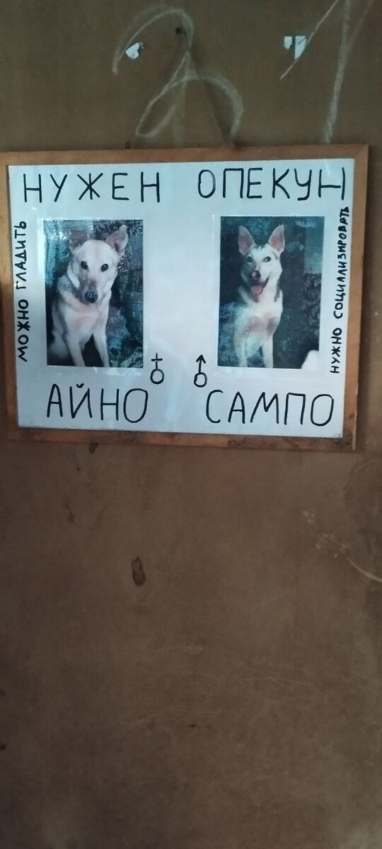 Айно и Сампо. Девочку Айно пару раз выводили на прогулку. Агрессии - 0, пуглива. Но при регулярных прогулках освоится. Нужен опекун. Мальчик Сампо - бояка, пока не дается. Тем более нужен опекун.