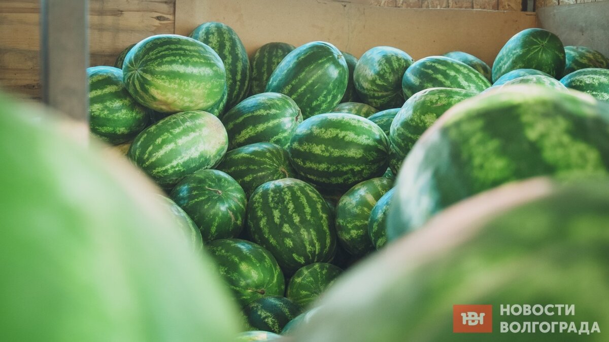     На прилавках волгоградских магазинов и рынков уже появились арбузы. Разбираемся с ценами и пытаемся ответить на вопрос, опасно ли их есть в середине июня.