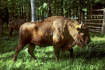    Достояние Подмосковья: Приокско-Террасный заповедник ©Владимир Минкевич РИА Новости