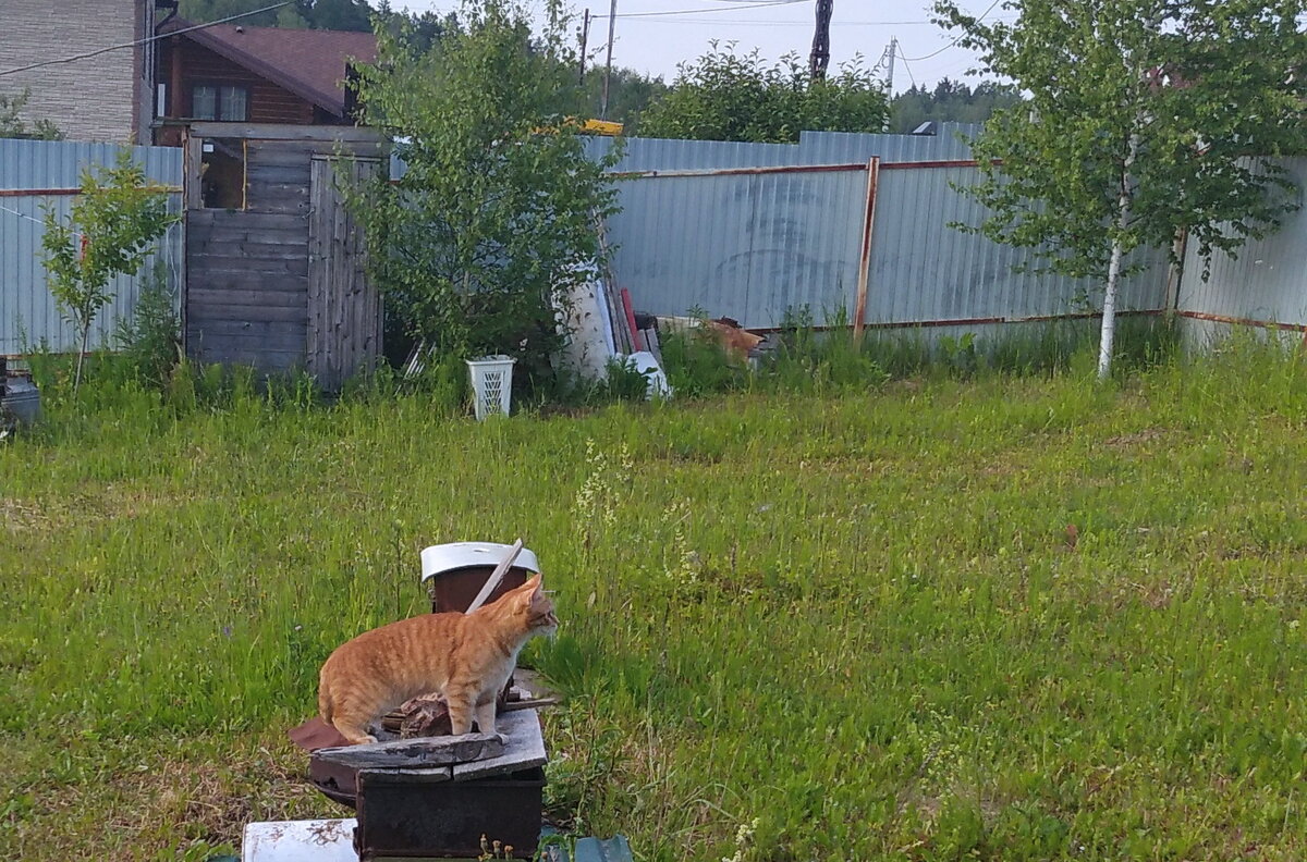 Личное  фото