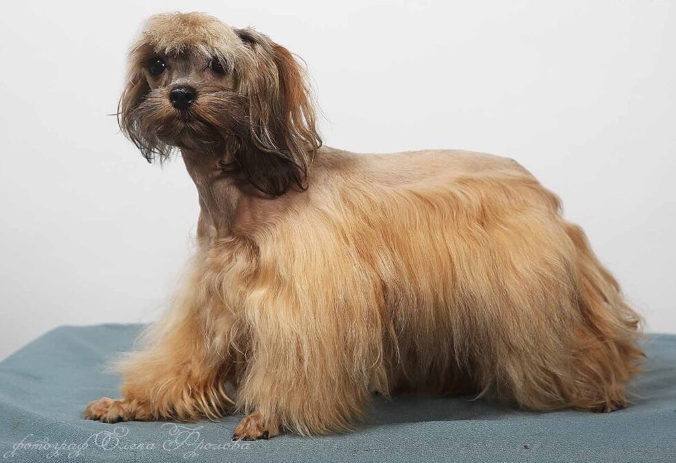 Папа щеночков