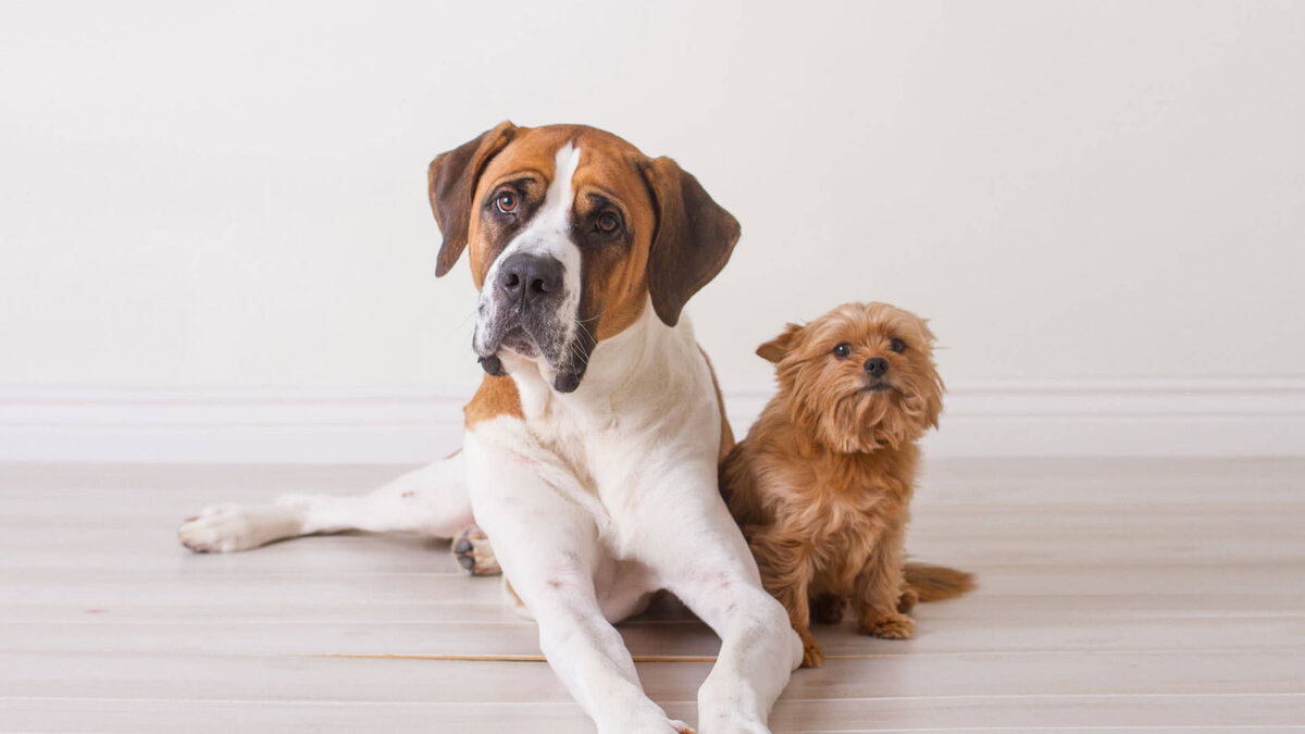 Главной причиной скромной продолжительности жизни крупных собак является системный генетический сбой. Фото crissy2tay/iStock