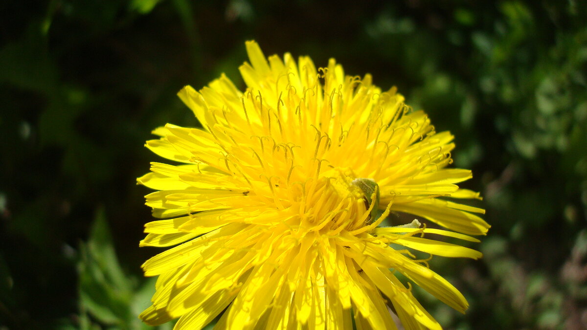 Опоздавший