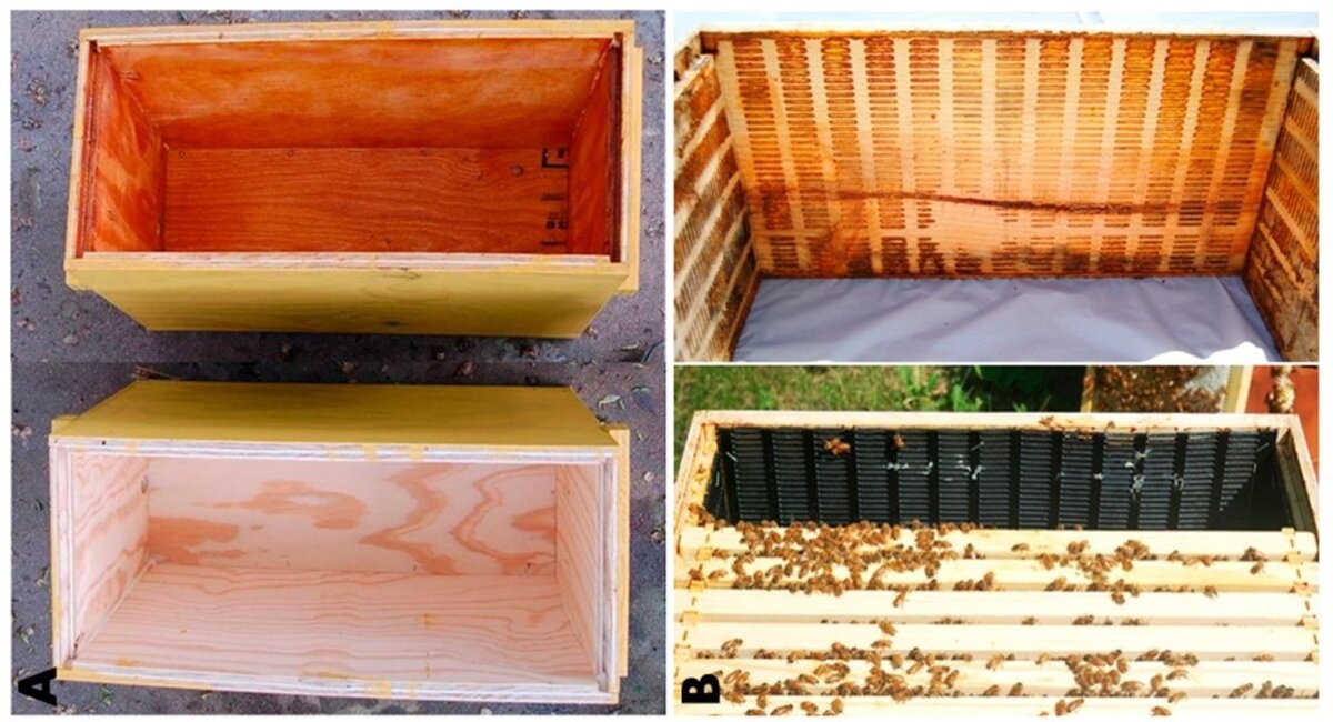 дополнительная прополисная оболочка на стенках улья и решётках/ фото ncbi.nlm.nih.gov