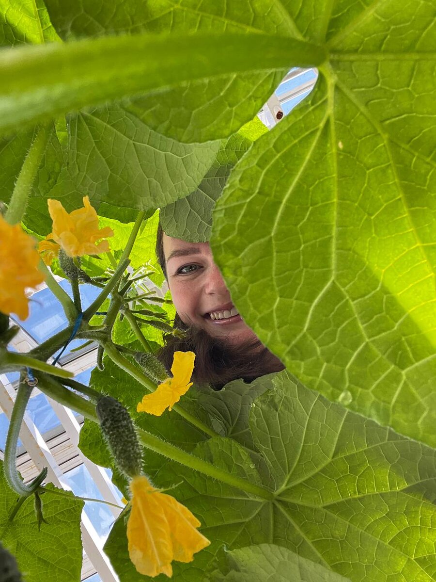 Будущий урожай Дачного агронома 