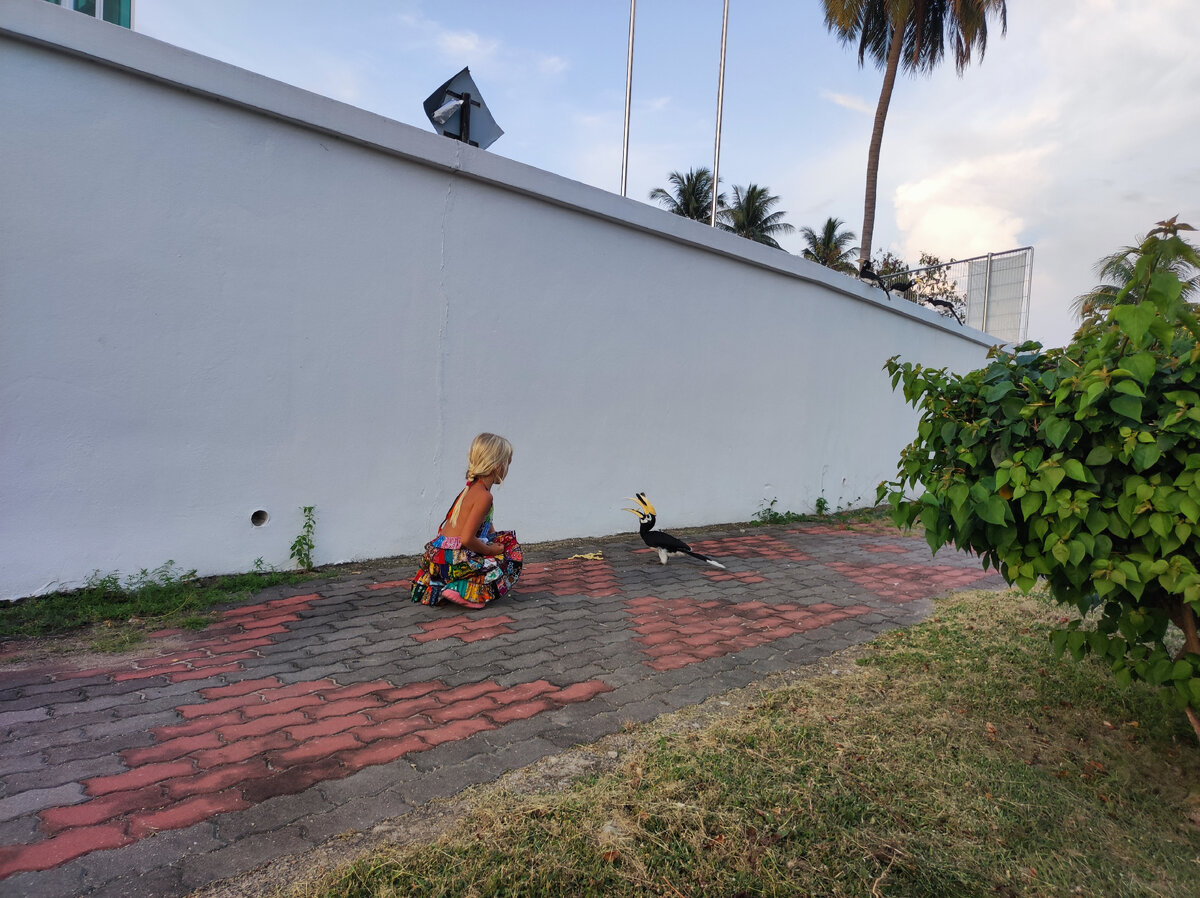 Птица-носорог