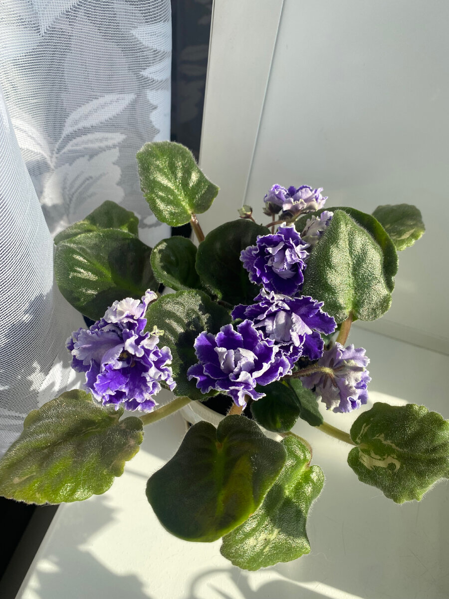 РС - Виконт  на пике цветения 