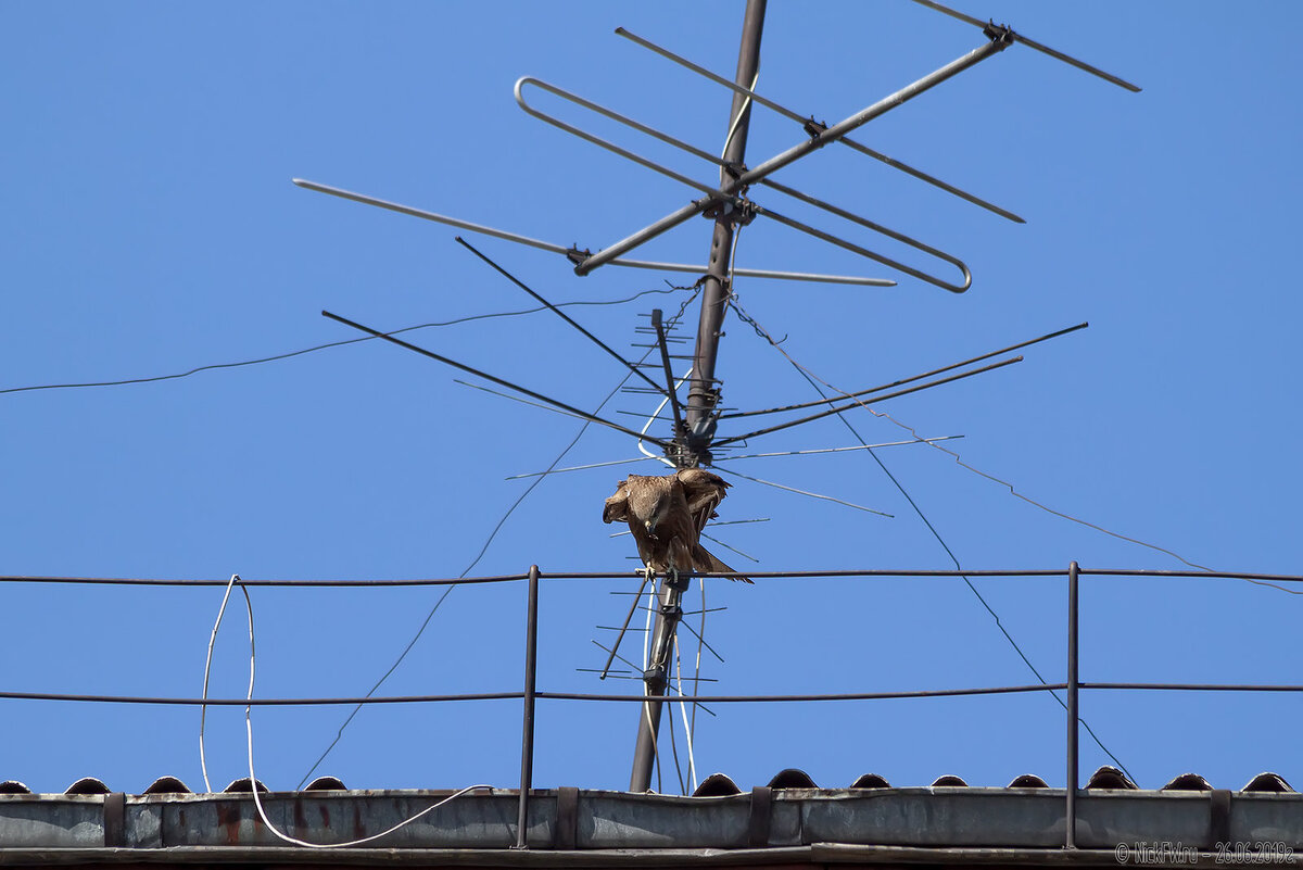 1. Чёрный коршун © NickFW.ru - 26.06.2019г.