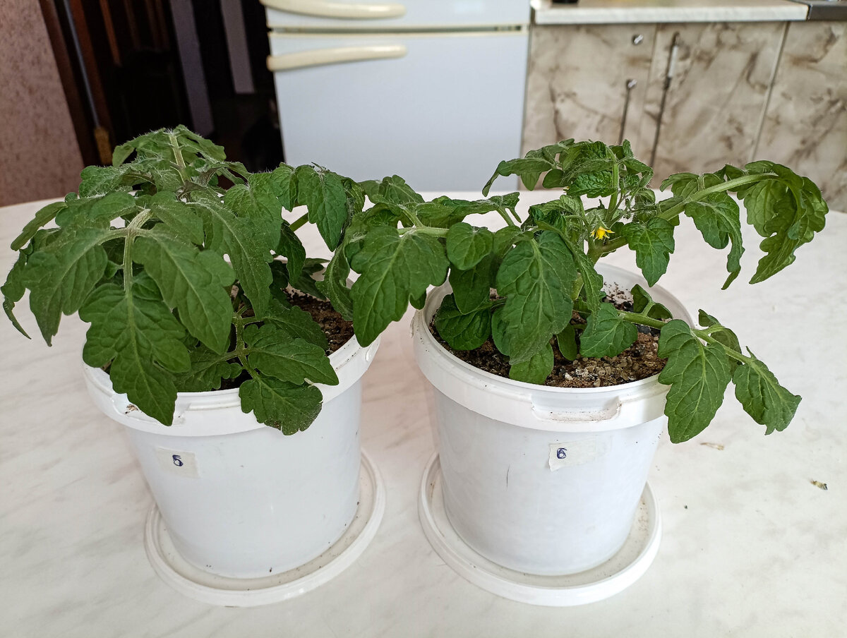 Калийно-фосфорный уже зацвел.