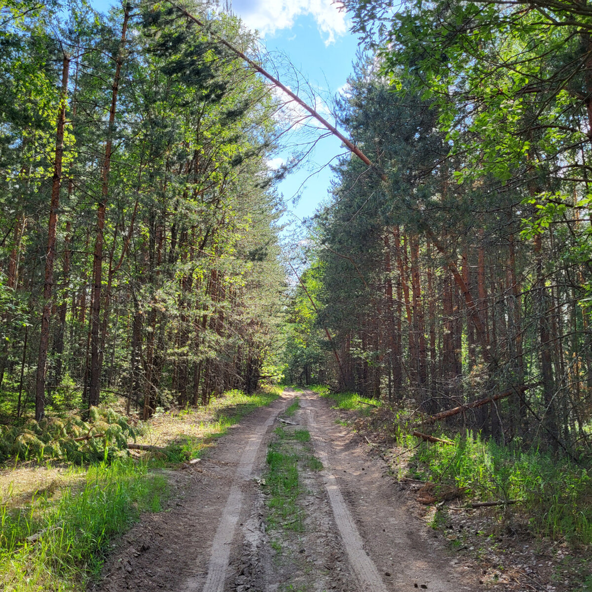 Лесной тракт. 