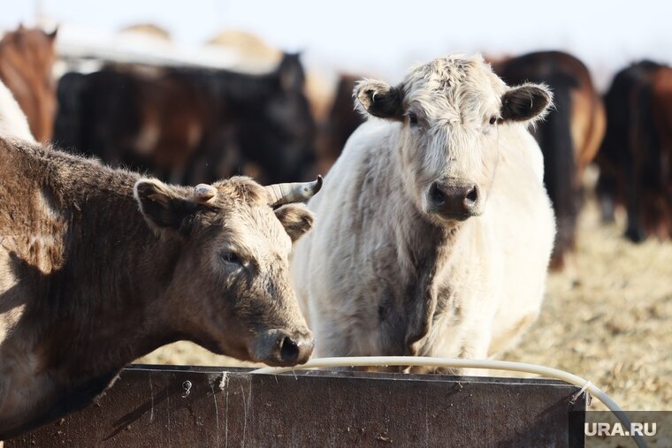    В правительстве Тюменской области готовы рассмотреть возможность выделения субсидии личным подсобным хозяйствам