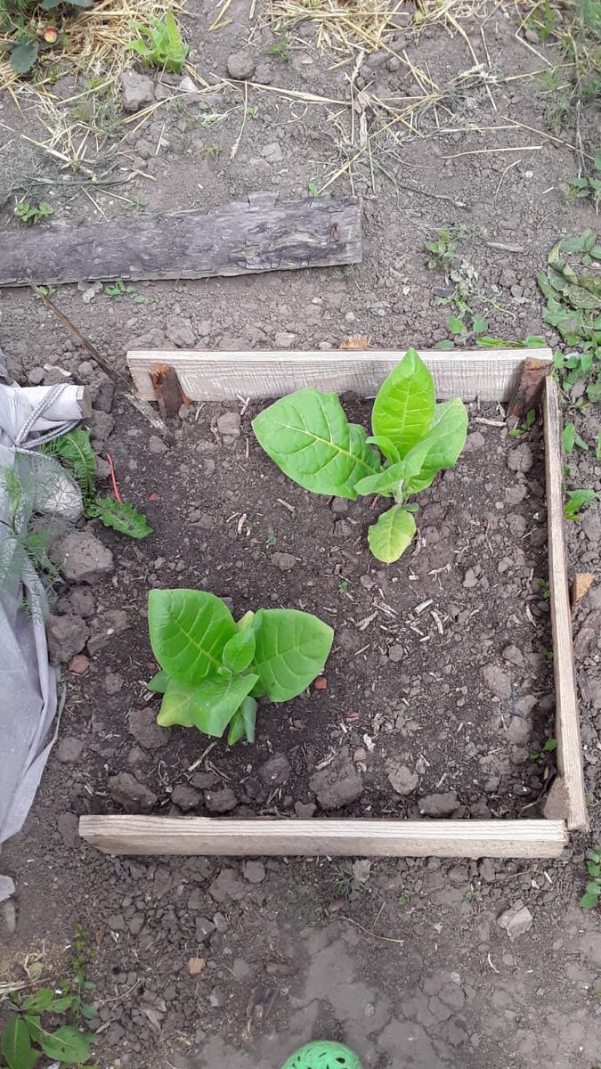 Табак, сорт не могу сказать.