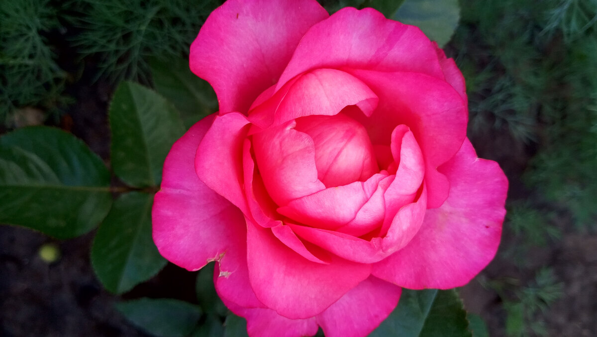 Роза. Фото автора