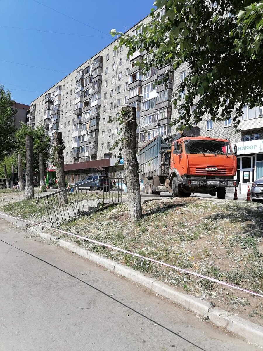 В Новосибирске жители улицы Бориса Богаткова возмущены сносом деревьев под  торговые павильоны | Вдумчивый сибиряк | Дзен