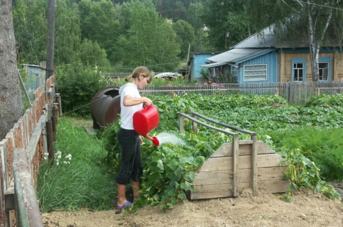 Дача под амнистией. Как оформить право собственности на дом или участок |  АиФ-Омск | Дзен