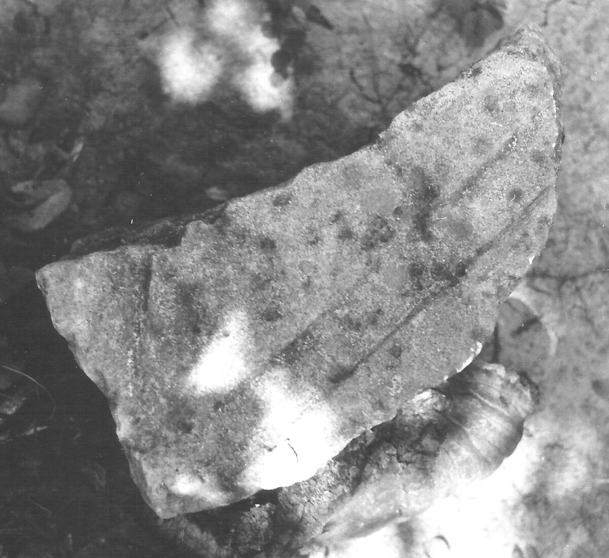 Вот как оправдывают лесорубы хаотичную прокладку ими глубоких, до глины, трелёвочных дорог через леса, поверх старых аккуратных грунтовок, ещё и разрушая при этом древние поселения и могильники разных-44