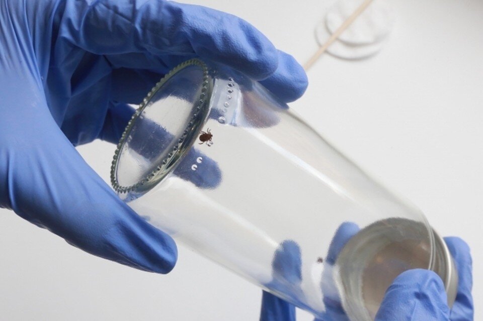    Никогда не выбрасывайте клеща - обязательно сделайте его на анализ. Это жизненно важно. Мария ЛЕНЦ