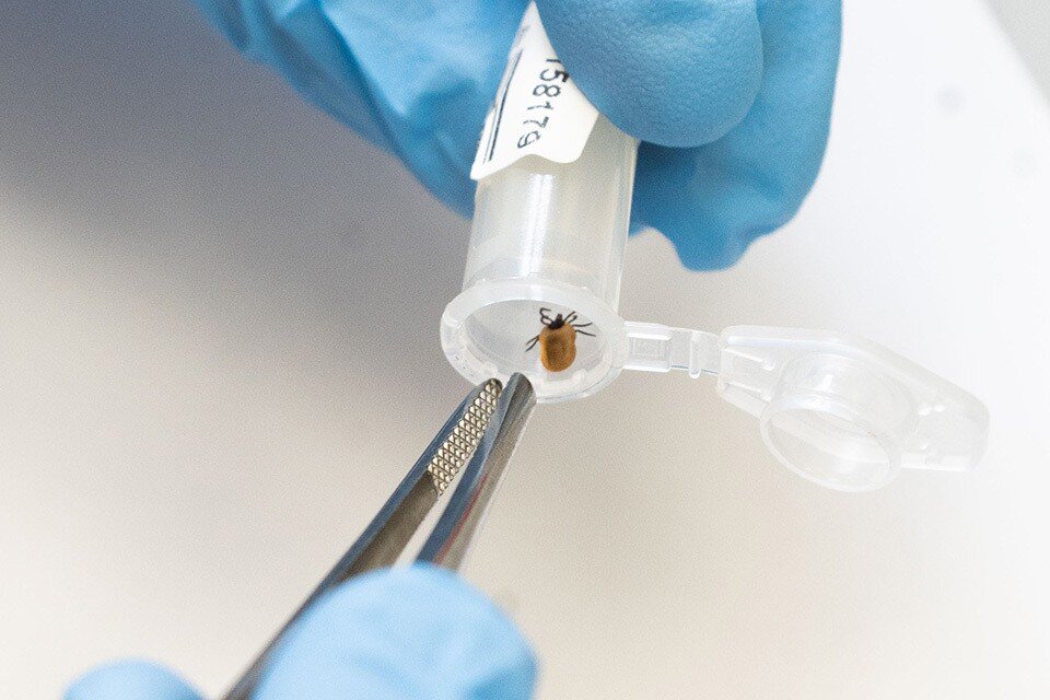     Восемь клещей сдали на экспресс-исследование. Юлия ПЫХАЛОВА