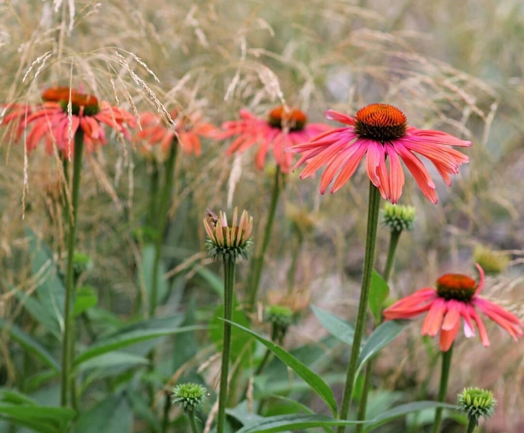 Echinacea Aloha