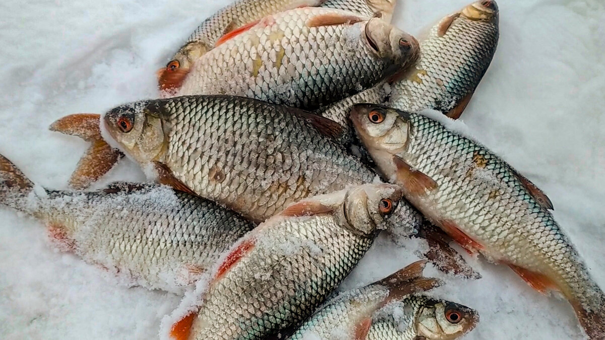 Поймал плотву на небольшой кусочек текста