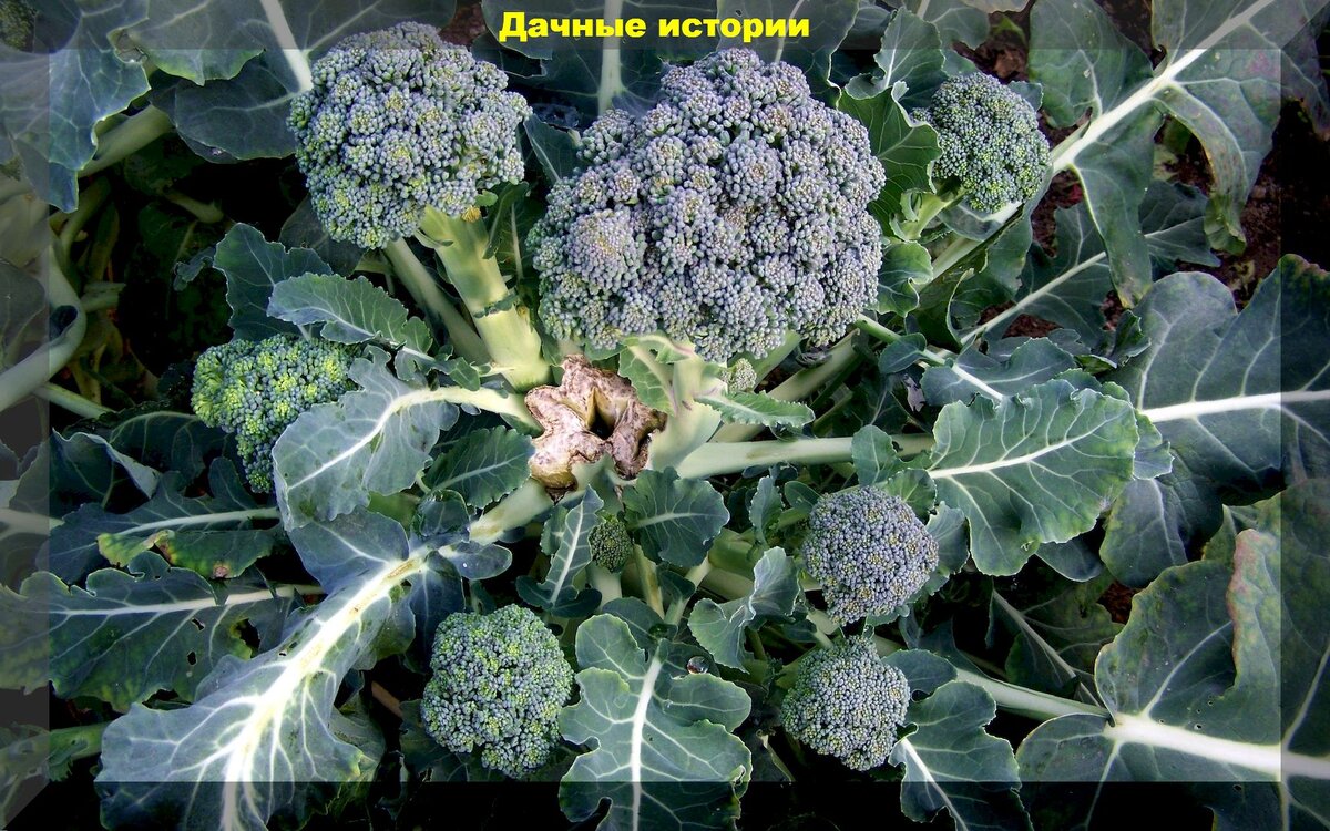 Капуста брокколи фото на грядке как