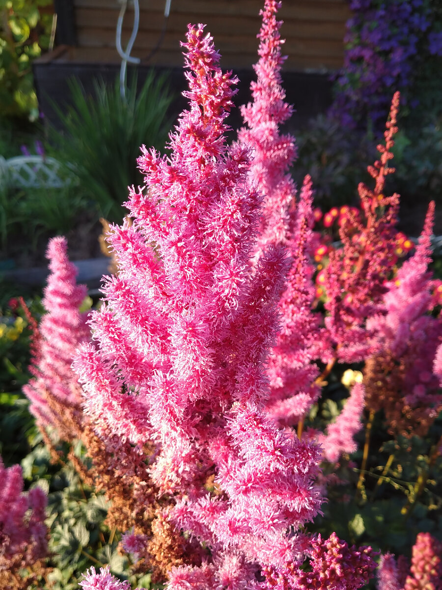 Астильба в моём саду