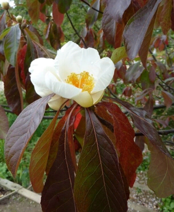 Белое на фоне красного