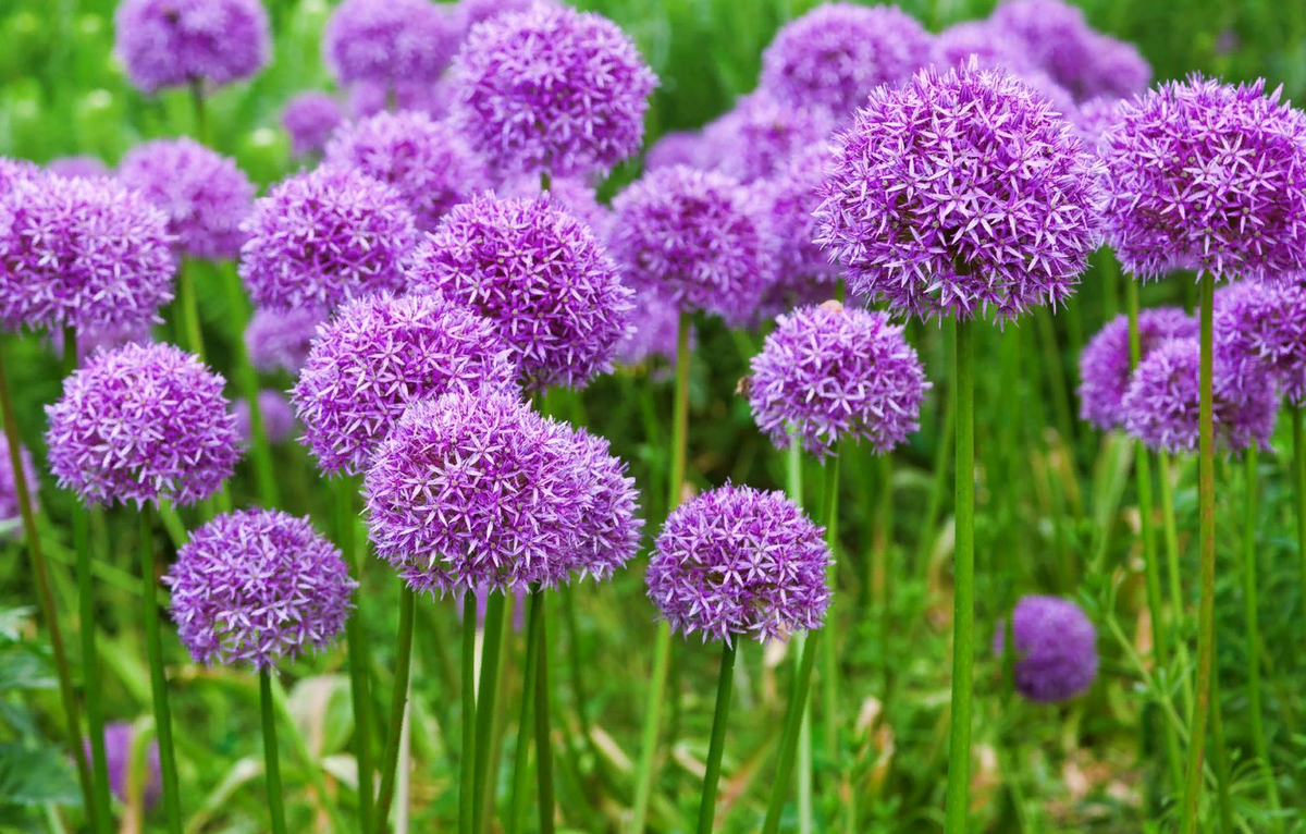 Аллиум Purple Sensation