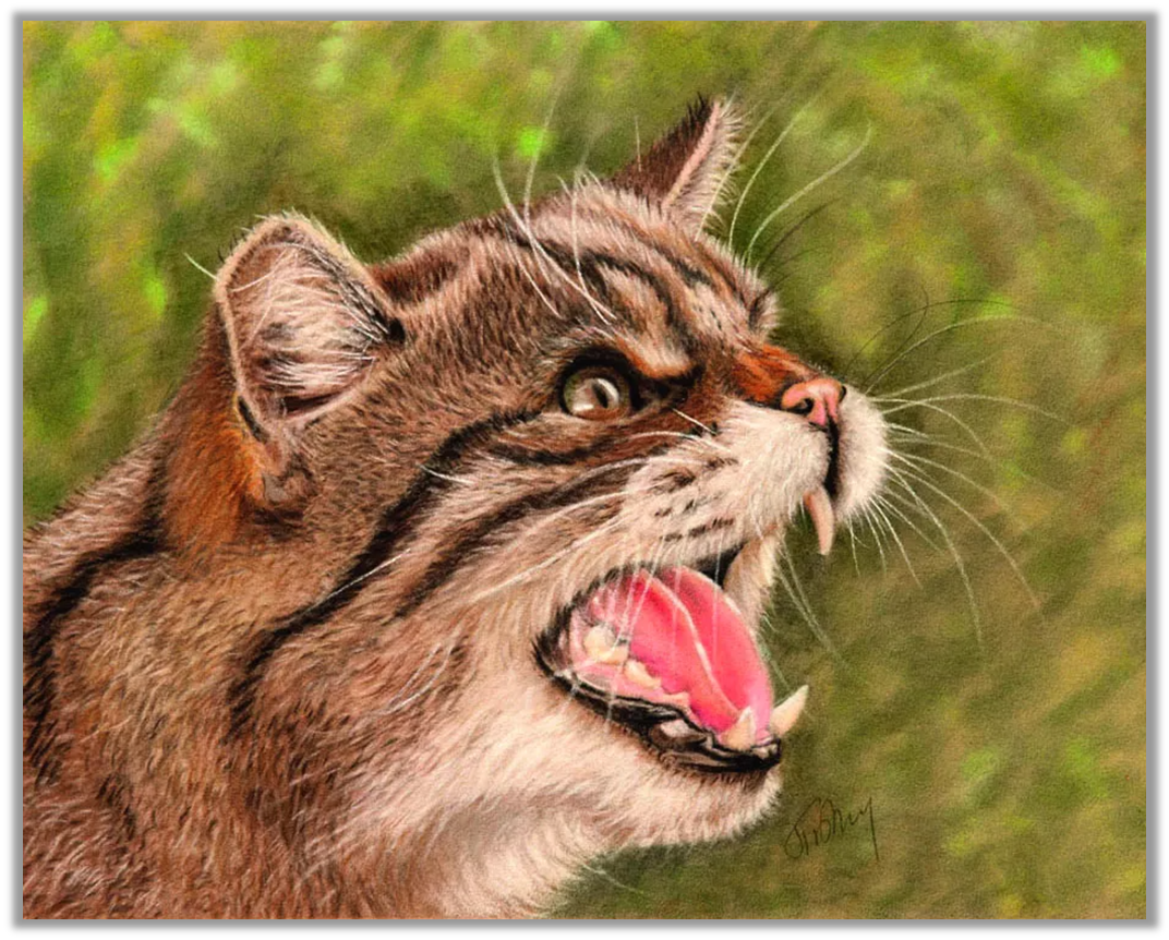 Изображение предоставлено Джилл Тисбери