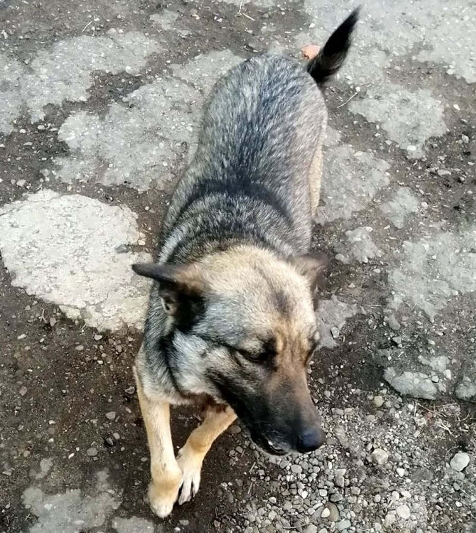    Спасенное животное ГУ МЧС России по ЕАО