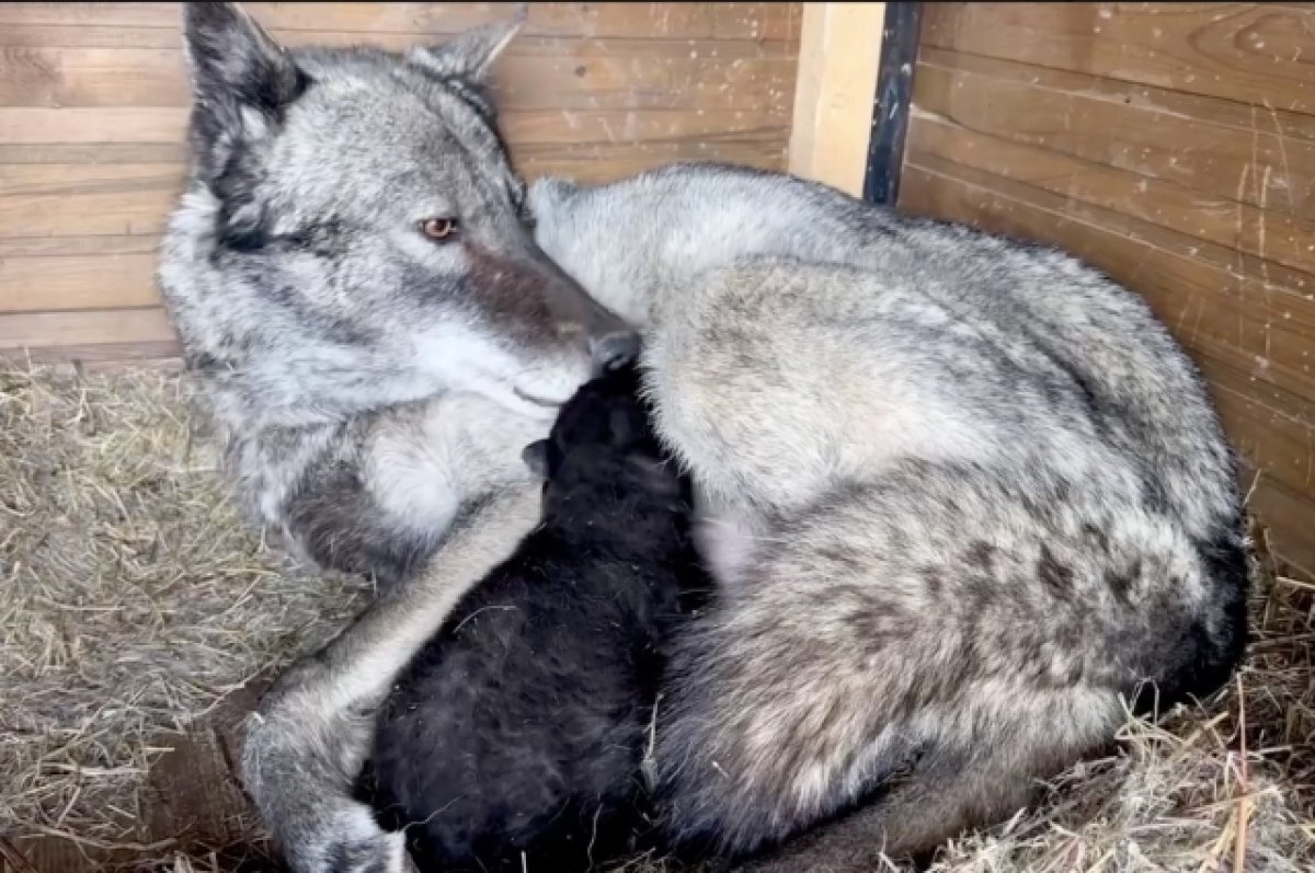    В приморском зоопарке у пары канадских волков впервые родился детеныш