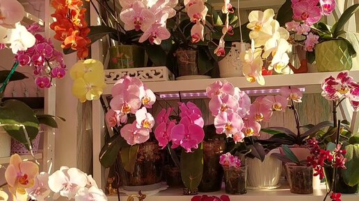 Цветение 100 орхидей у ТРЕХЛЕТНЕГО ОРХОМАНА.Часть1