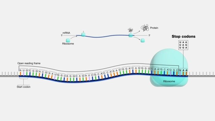 Трансляциям РНК в белоки рольстоп-кодона. (Courtesy: National HumanGenome Research Institute)